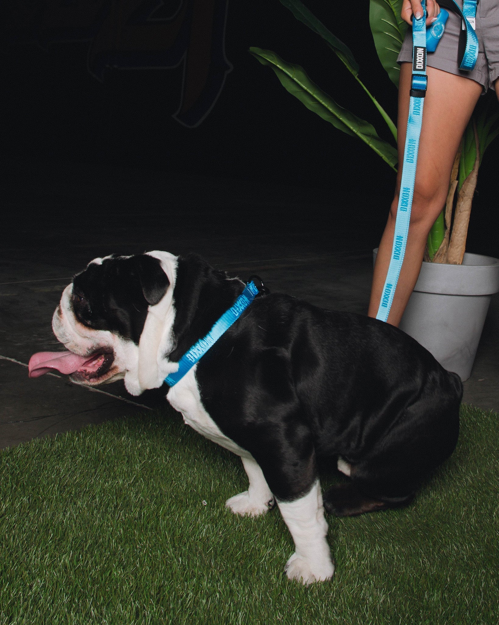 Dixxon Dog Collar - Blue - Image 3