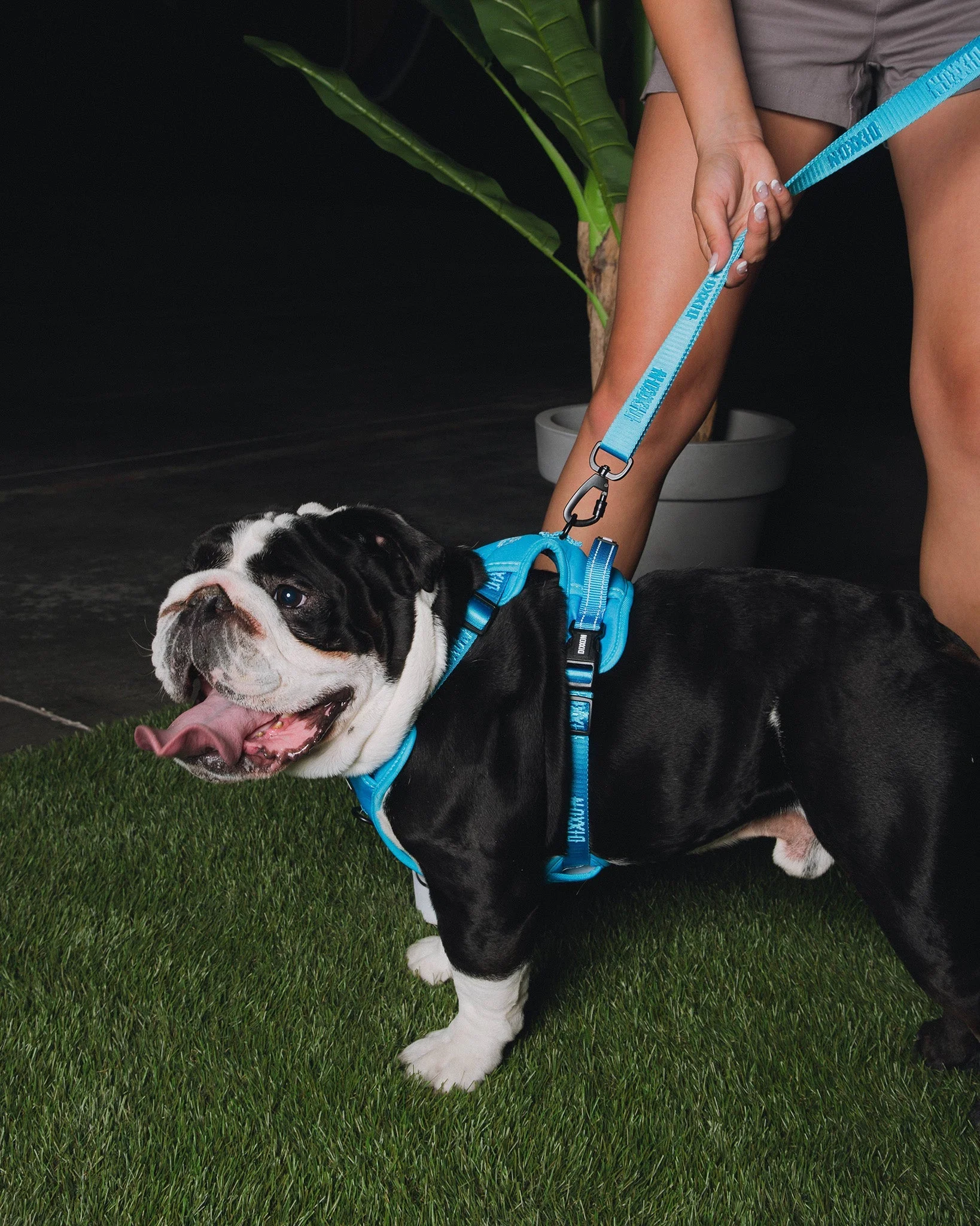 Dixxon Mesh Dog Harness - Blue - Image 4